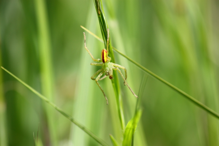 Micrommata virescens